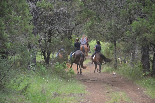rutas en el bosque